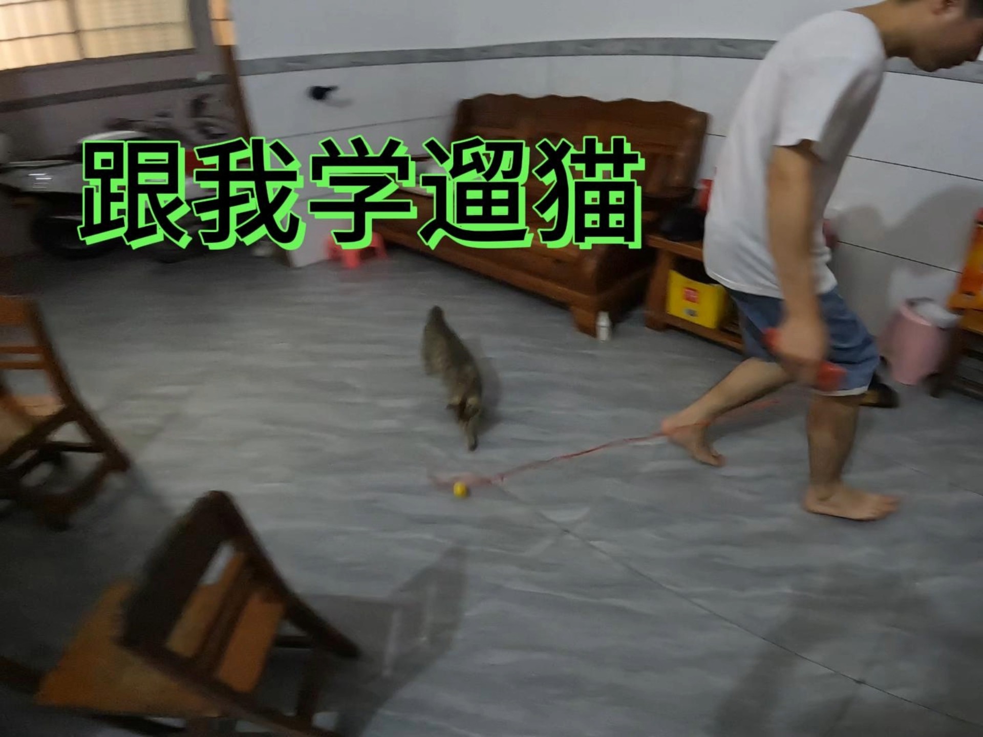 为什么不能遛猫