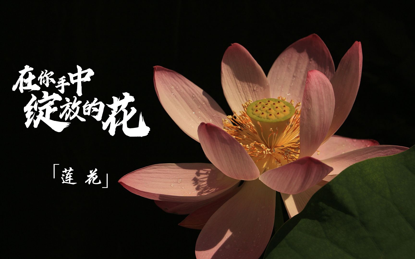 [图]延时摄影看莲花绽放，祝你好运“莲莲”！