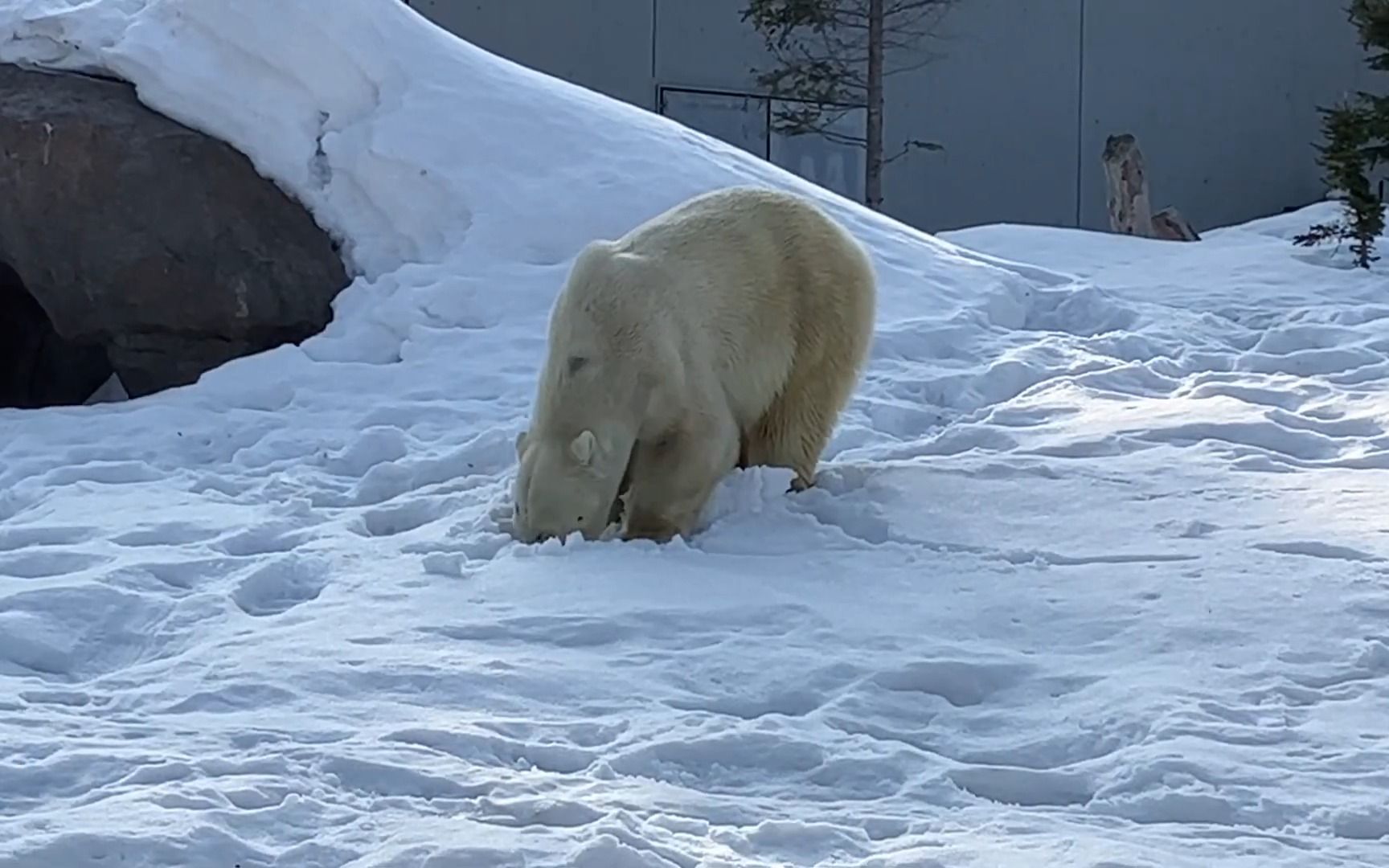 2023年3月7日的札幌市円山動物園