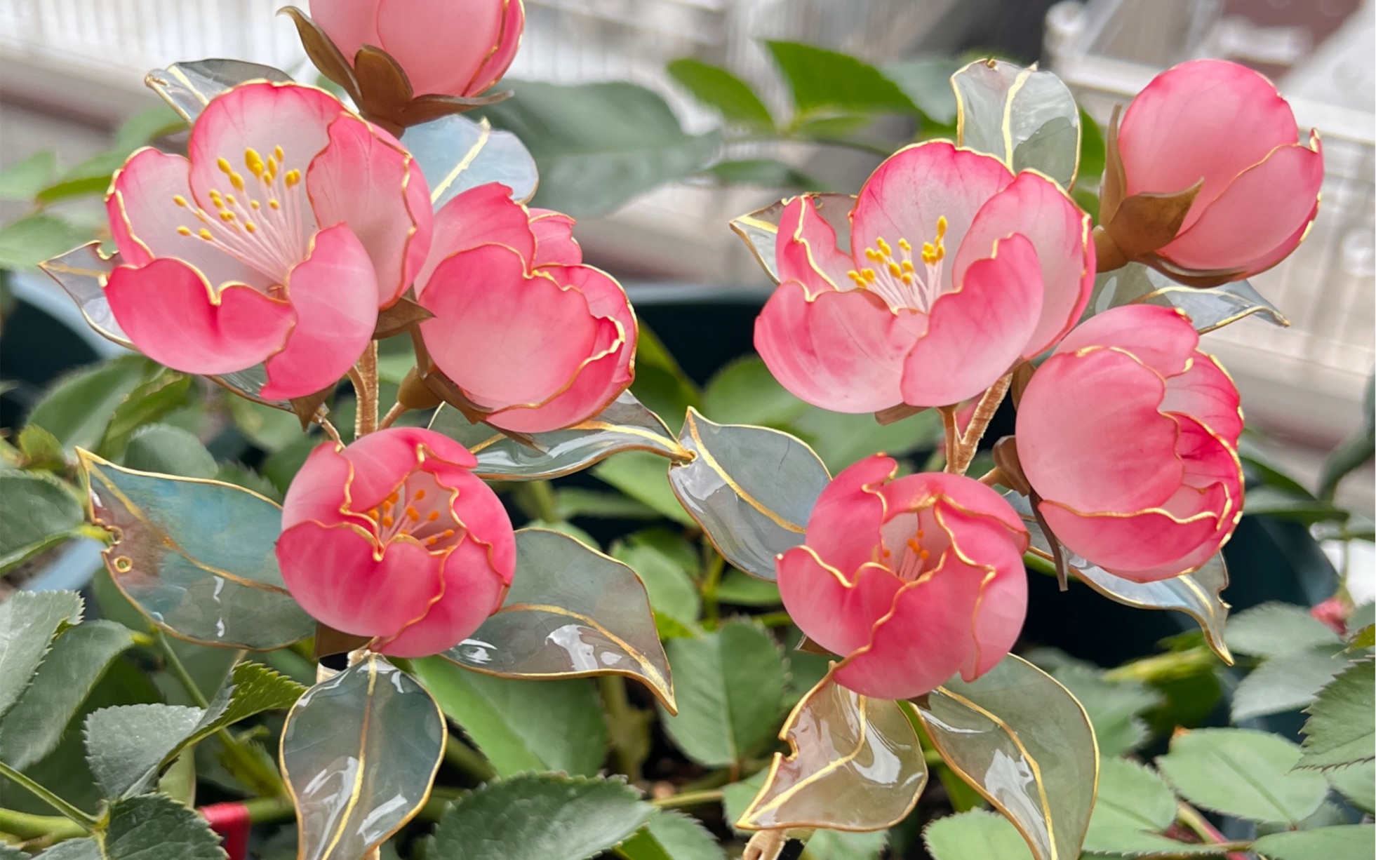 让我看看谁不喜欢这个金边海棠.