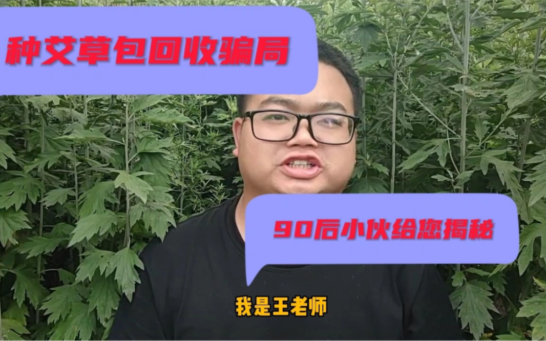 种植艾草包回收是巨坑,搞不好一辈子不能翻身,90后小伙给你揭秘,种艾草的朋友一定要注意哔哩哔哩bilibili