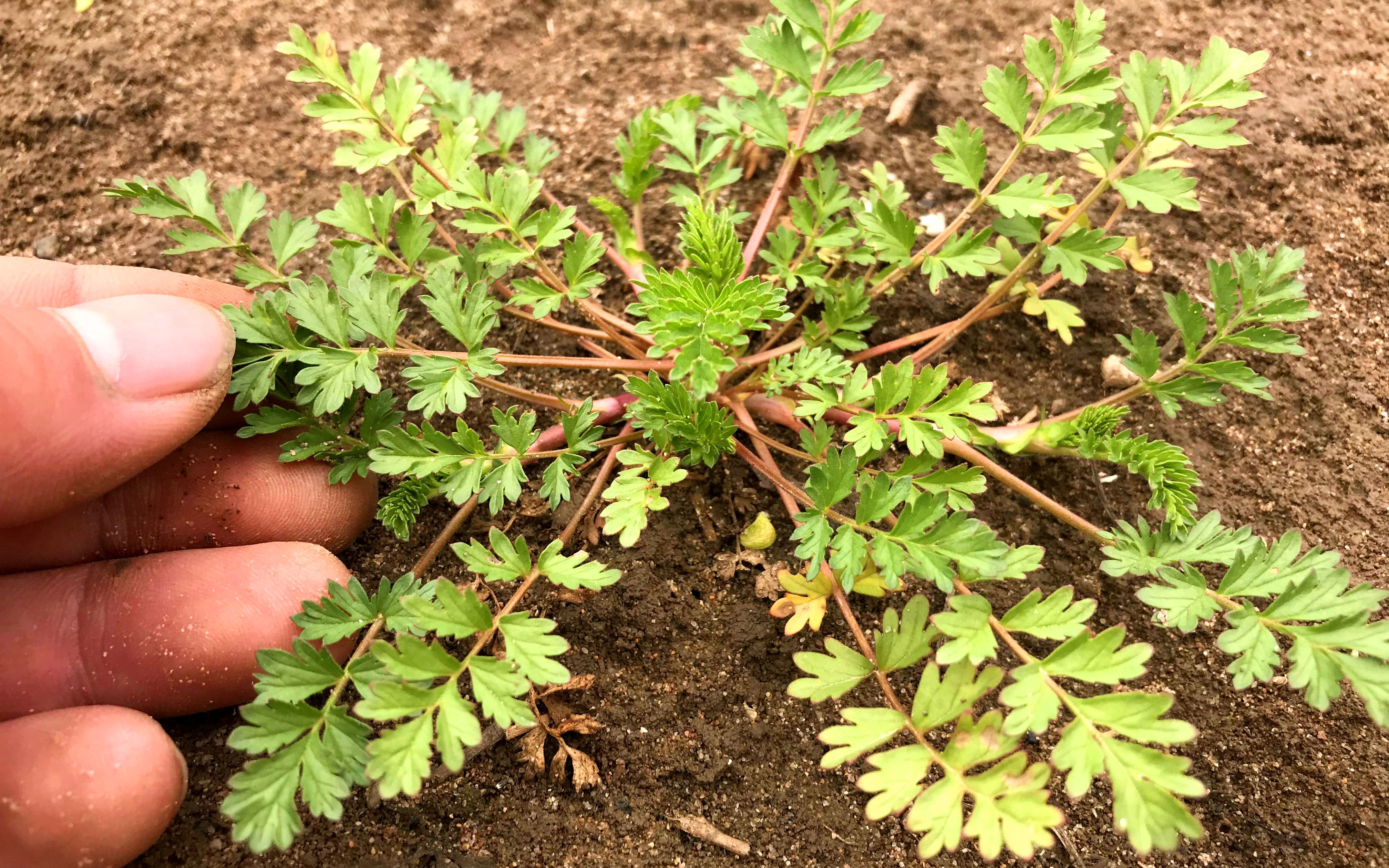 介绍一种植物“朝天委陵菜”,长相酷似香菜,但价值却很高哔哩哔哩bilibili