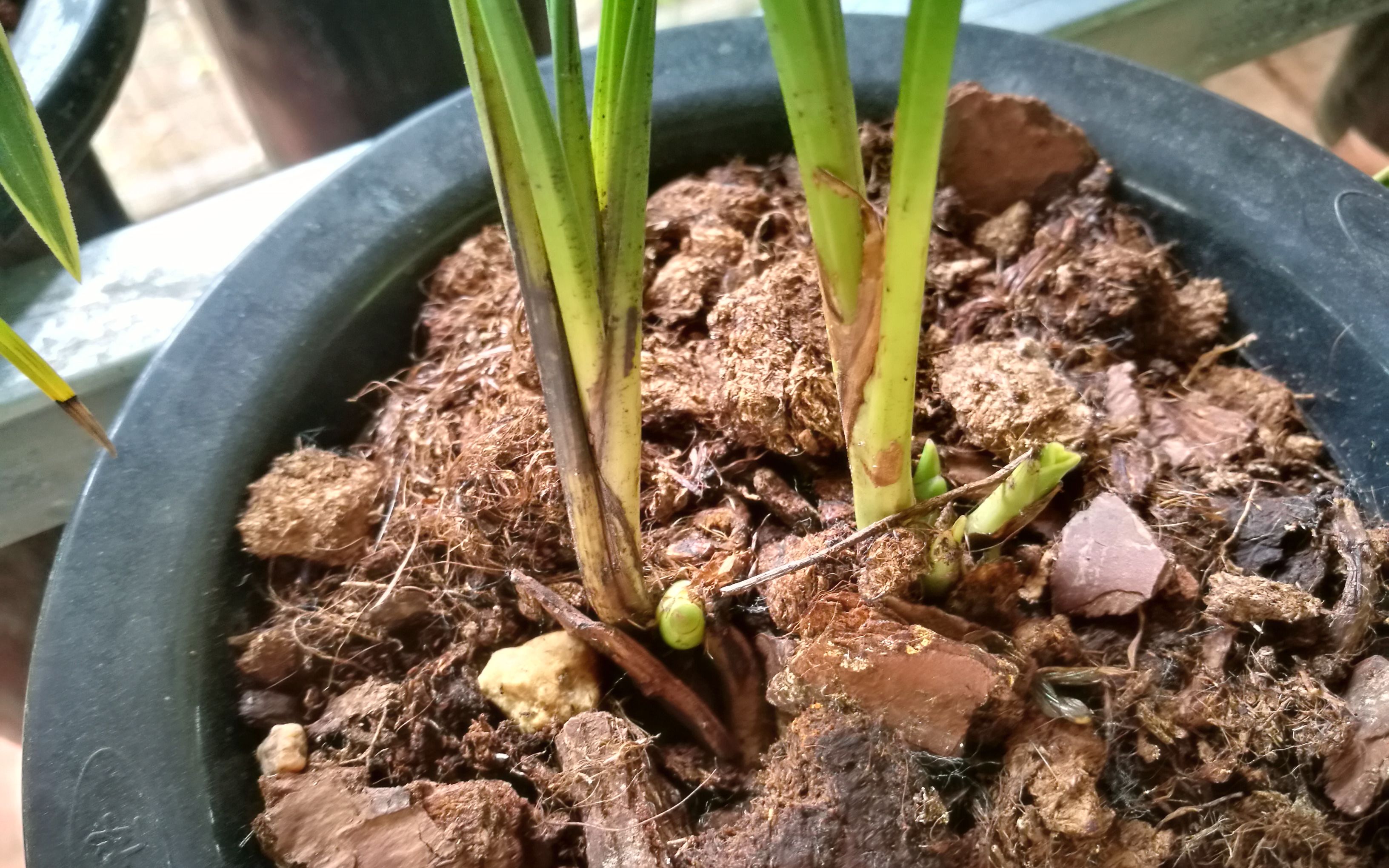 春季兰花发芽的季节,现在几乎每盆都有出土芽,看着真舒服!