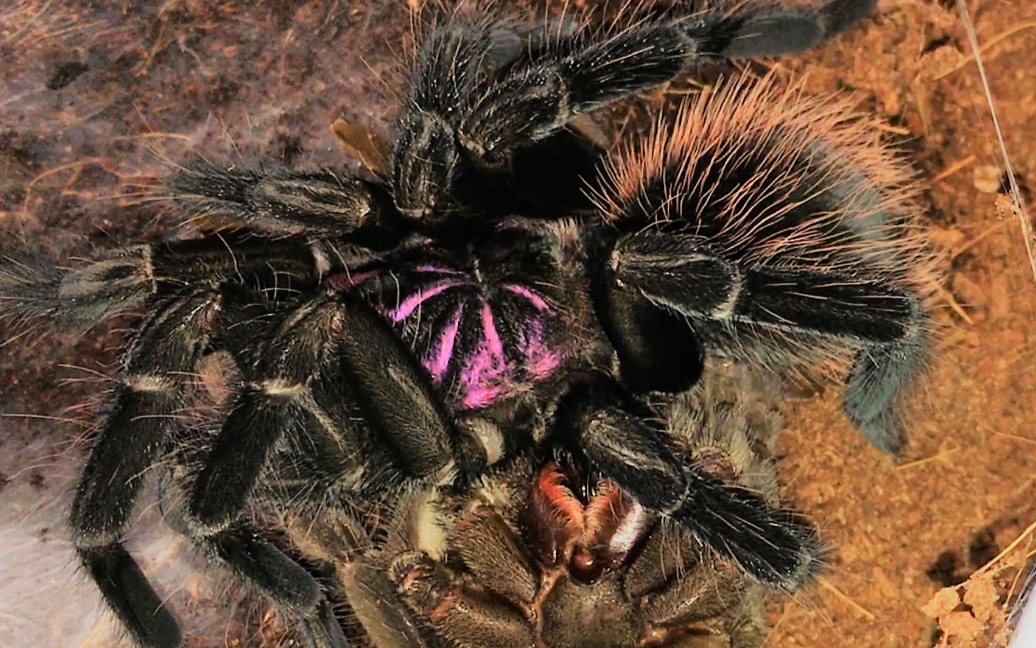 【亚马逊镭射】开盖检查 大蜘蛛竟然分身了?