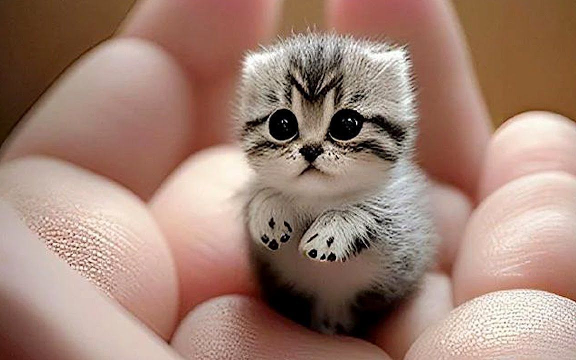 搞笑猫咪:喵星人的奇趣冒险,谁能抵挡搞笑猫咪的魅力?