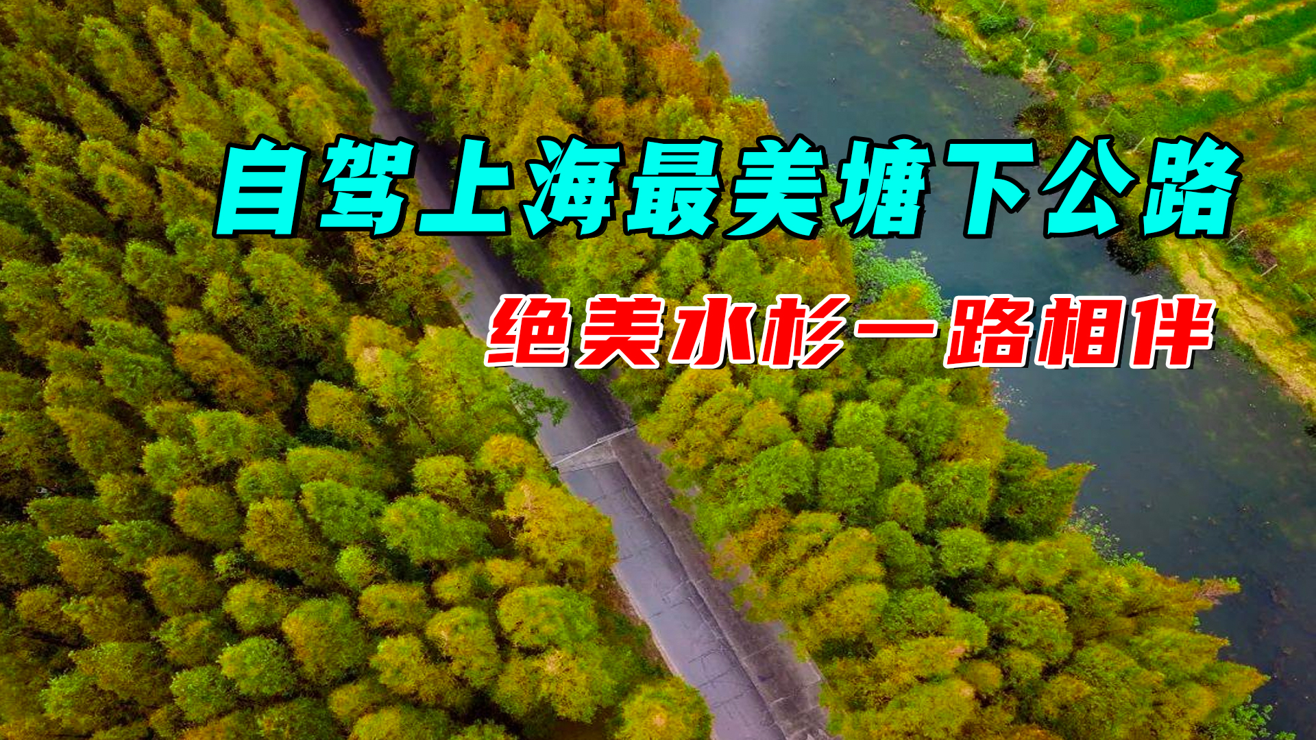 塘下水杉公路自驾,堪称上海最美公路,这么开沿途风景美到窒息!哔哩哔哩bilibili