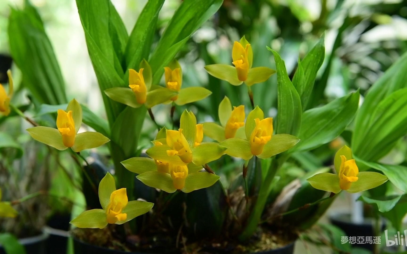 兰花 兰棚兰花介绍