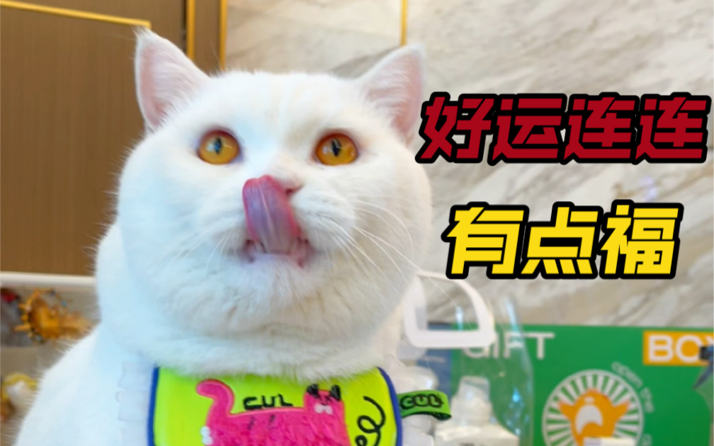 [图]我家猫的锦鲤体质真的是福了，扛都扛不动