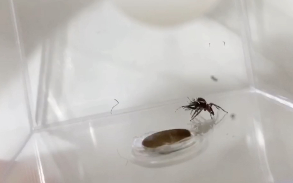 看安德逊小跳蛛怎么吃花脚黑白咬人蚊子