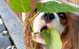 还是大苎麻吃着过瘾呀！