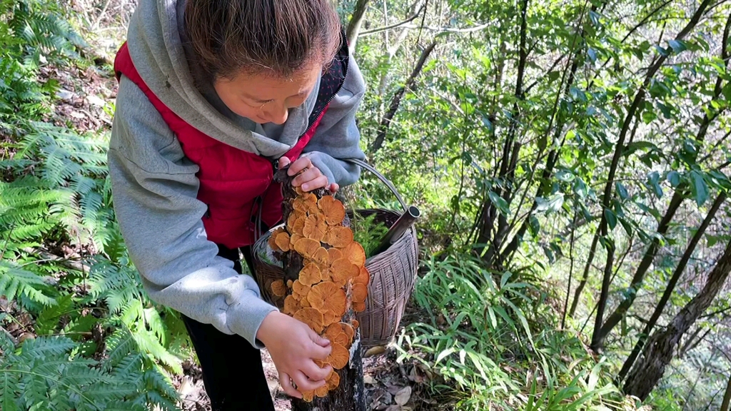 [图]姐妹俩探秘原始森林，发现了好多奇特的植物，大自然实在太美了