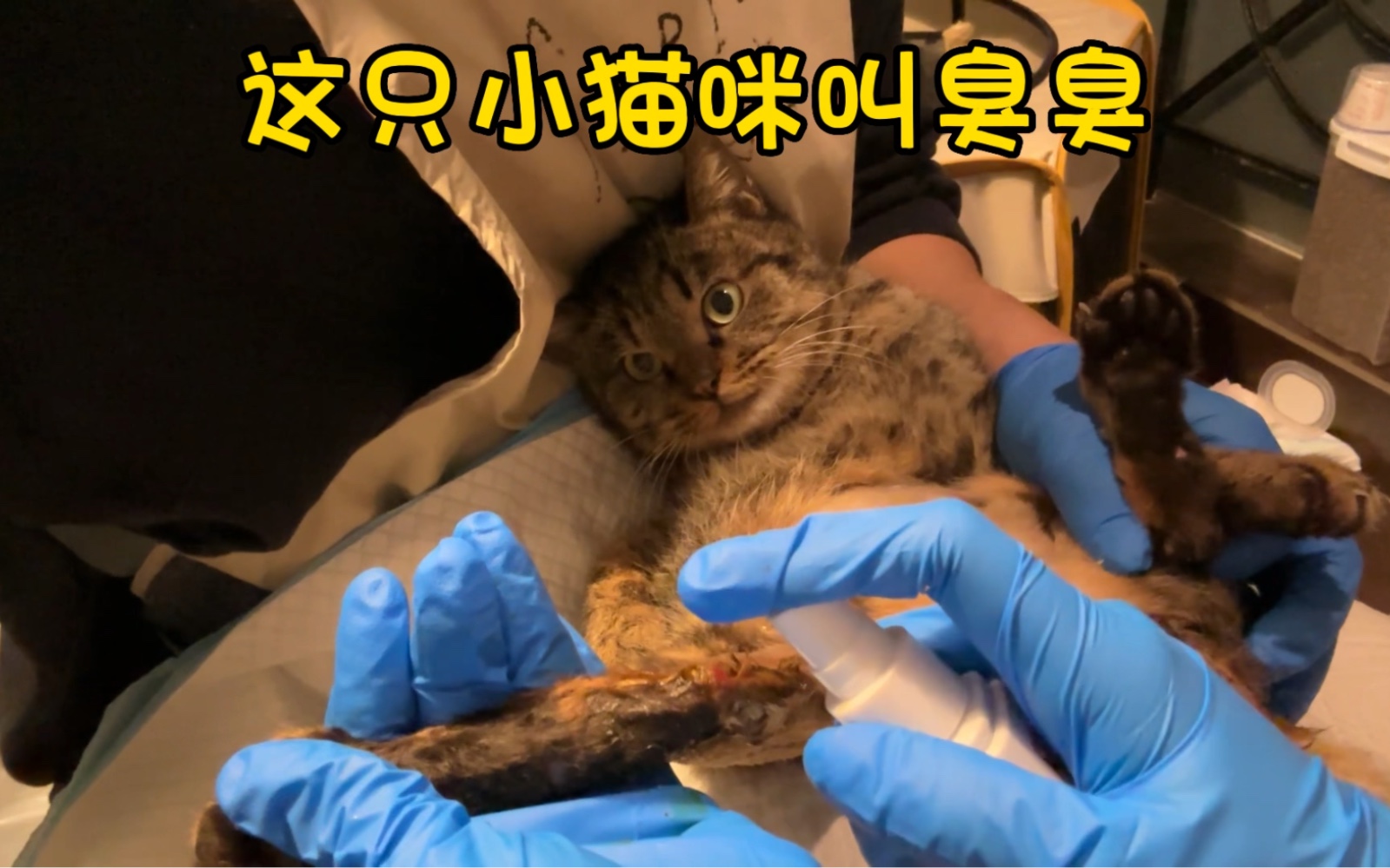 流浪猫臭臭 日常护理vlog哔哩哔哩bilibili