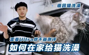 下载视频: 新手养猫｜家庭版缅因猫洗澡教程，简单易上手很重要（烘干箱测评）