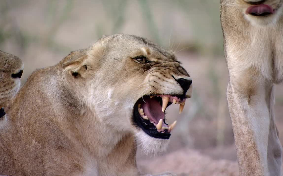 非洲超级七兽_哔哩哔哩_bilibili