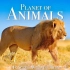自然奇观：动物星球4K壮丽风景与野生动物的绝妙交响