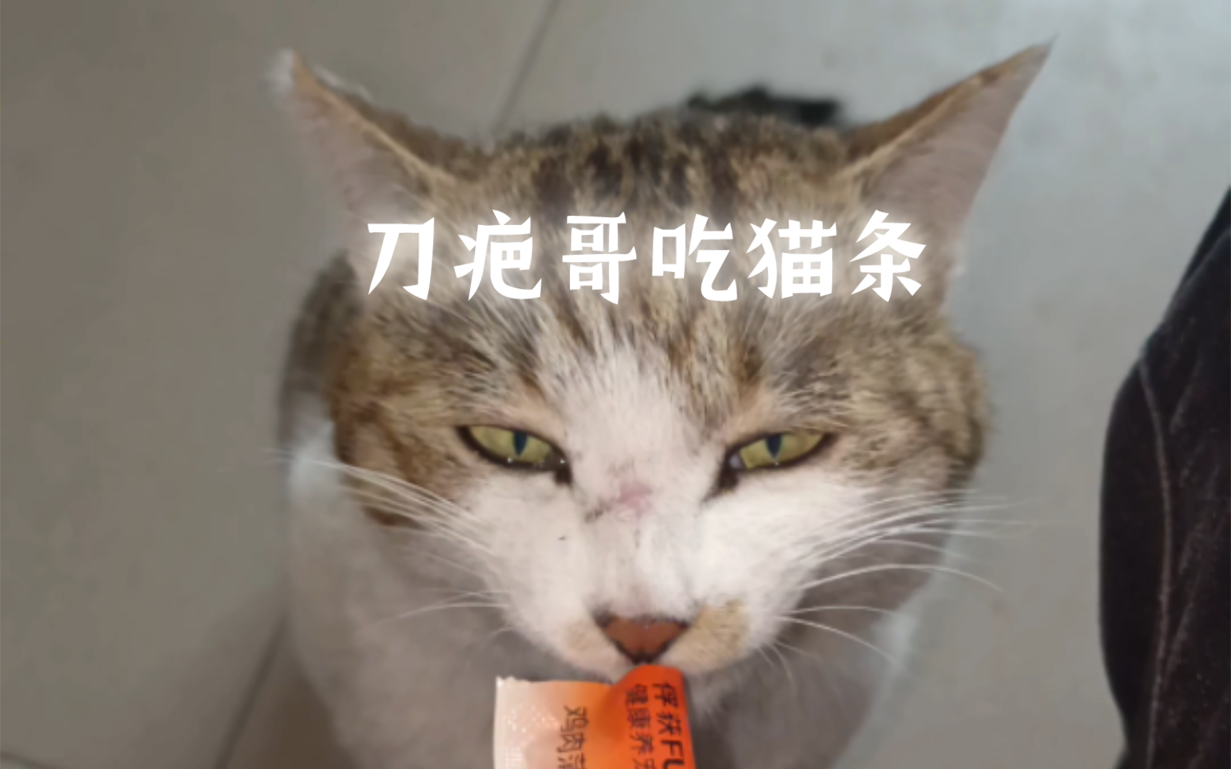 刀疤哥吃猫条哔哩哔哩bilibili