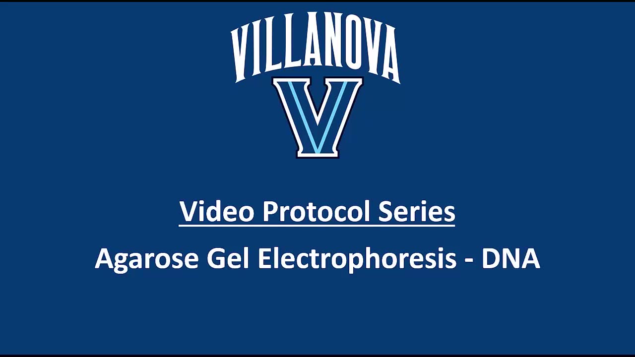 「如何进行一次完美的琼脂糖凝胶电泳」Agarose Gel Electrophoresis哔哩哔哩bilibili