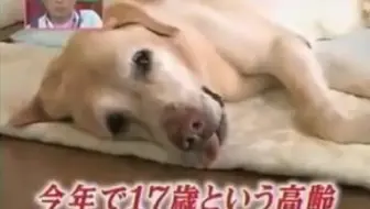 动物块 导盲犬parapwalker感动物语 共演ng宠物sp10 22 哔哩哔哩 Bilibili 动物块 导盲犬parapwalker感动物语 共演ng宠物sp10 22 哔哩哔哩 Bilibili