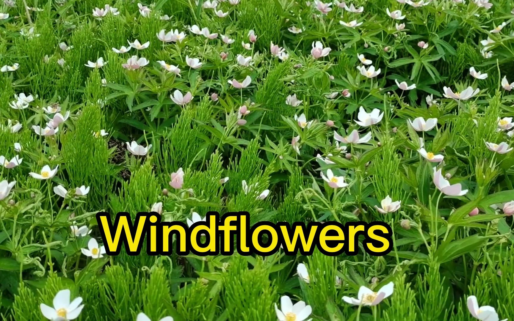 [图]齐秦、齐豫合唱《windflowers》 把我们带进恋爱季节 取材自希腊神话爱神维纳斯的故事