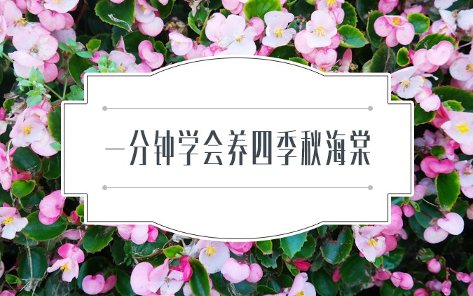 四季秋海棠最好养的都养不好?快来涨知识吧,养护施肥繁殖及生根哔哩哔哩bilibili