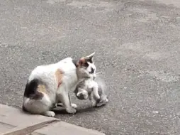 Скачать видео: 小猫不知道是被哪个路过的车撞死了，这个猫妈妈一直守着它#母爱不分物种 #流浪猫