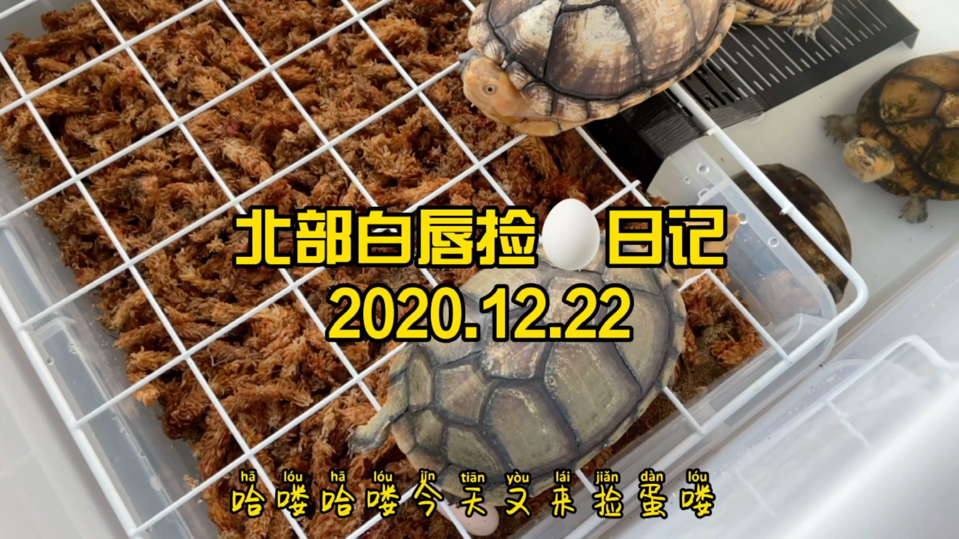 [图]北部白唇蛋龟繁殖捡蛋日记2020.12.22