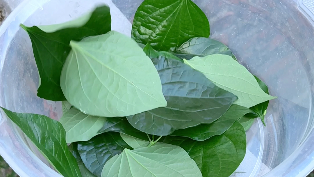 竹林下的山蒌,农村人常摘回家晒干