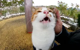 三毛猫_ 搜索结果_哔哩哔哩_Bilibili