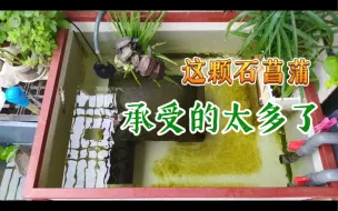 Descargar video: 一颗石菖蒲能承受几只草龟？