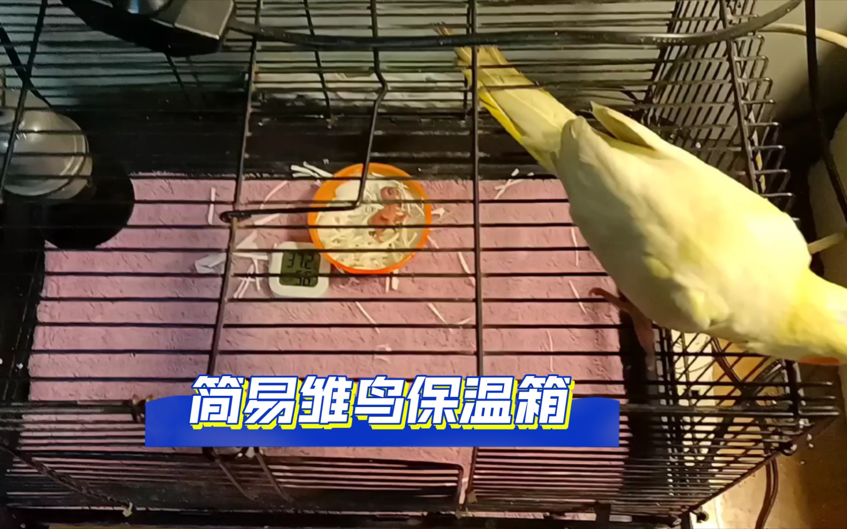 手把手教你做简易雏鸟保温箱!省钱又实用!