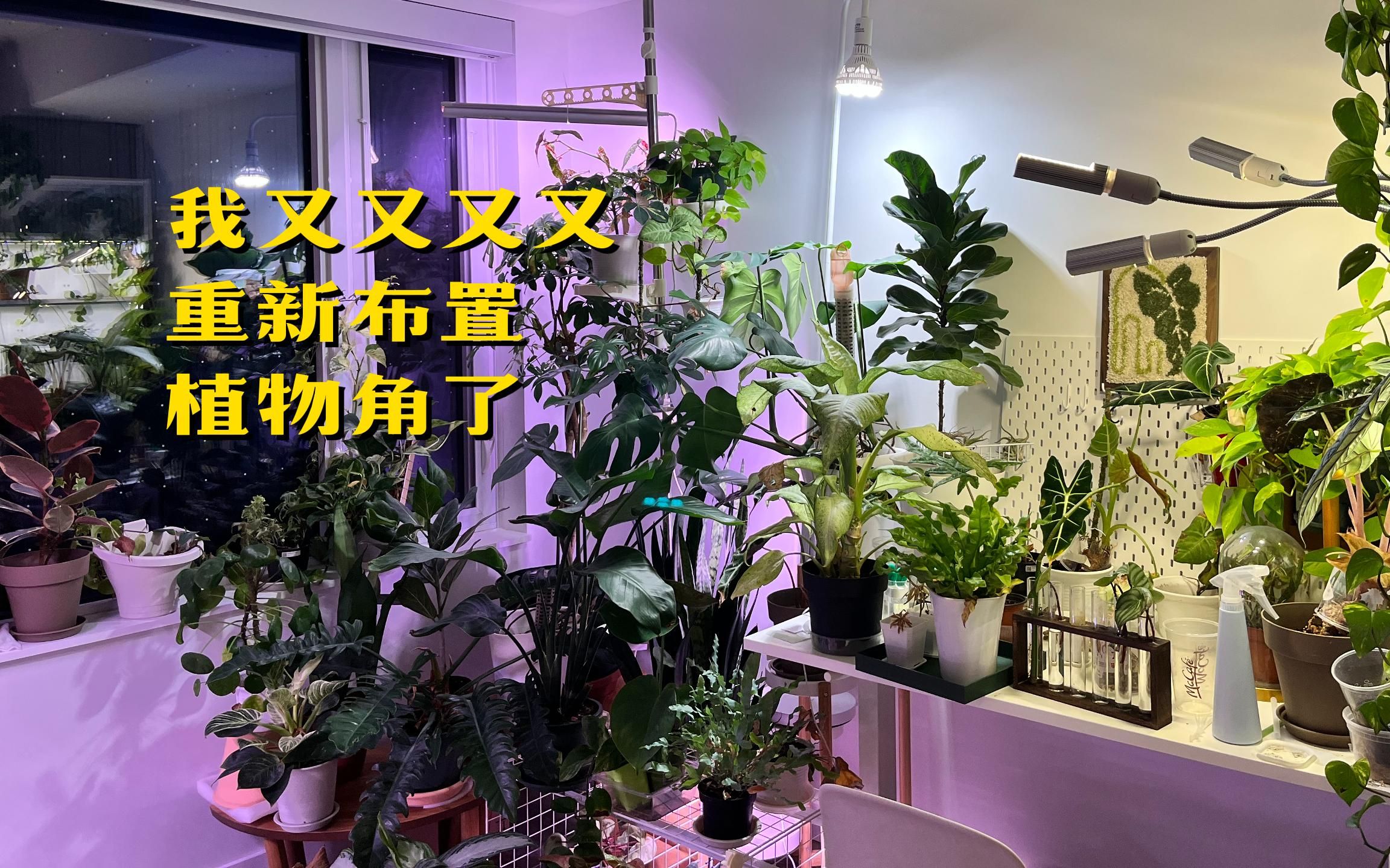 热植人日常折腾|我又又又又重新布置植物角了哔哩哔哩bilibili