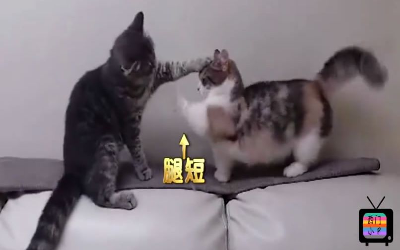 短腿猫猫和大长腿打架,够不着对手好吃亏
