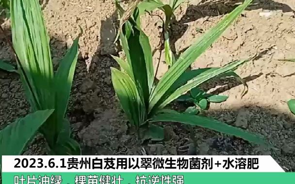 水溶肥2023.6.1贵州白芨用以翠微生物菌剂+水溶肥,叶片油绿,棵苗健壮,抗逆性强哔哩哔哩bilibili