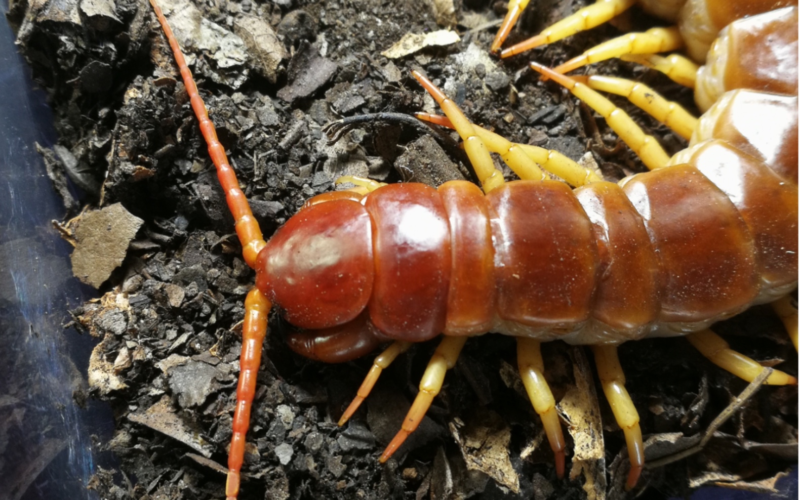 火焰脚巨人蜈蚣scolopendra dehaani 蜕皮后第一餐