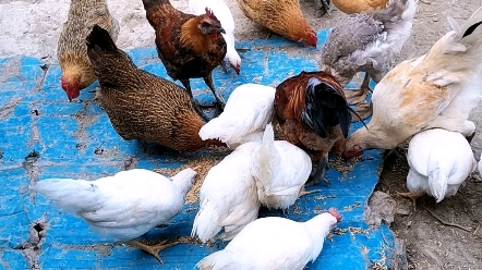 自家养的鸡鸭鹅鸽子