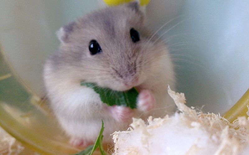 【仓鼠六爷】论如何圆滚滚的和餐碗融为一体(170414)