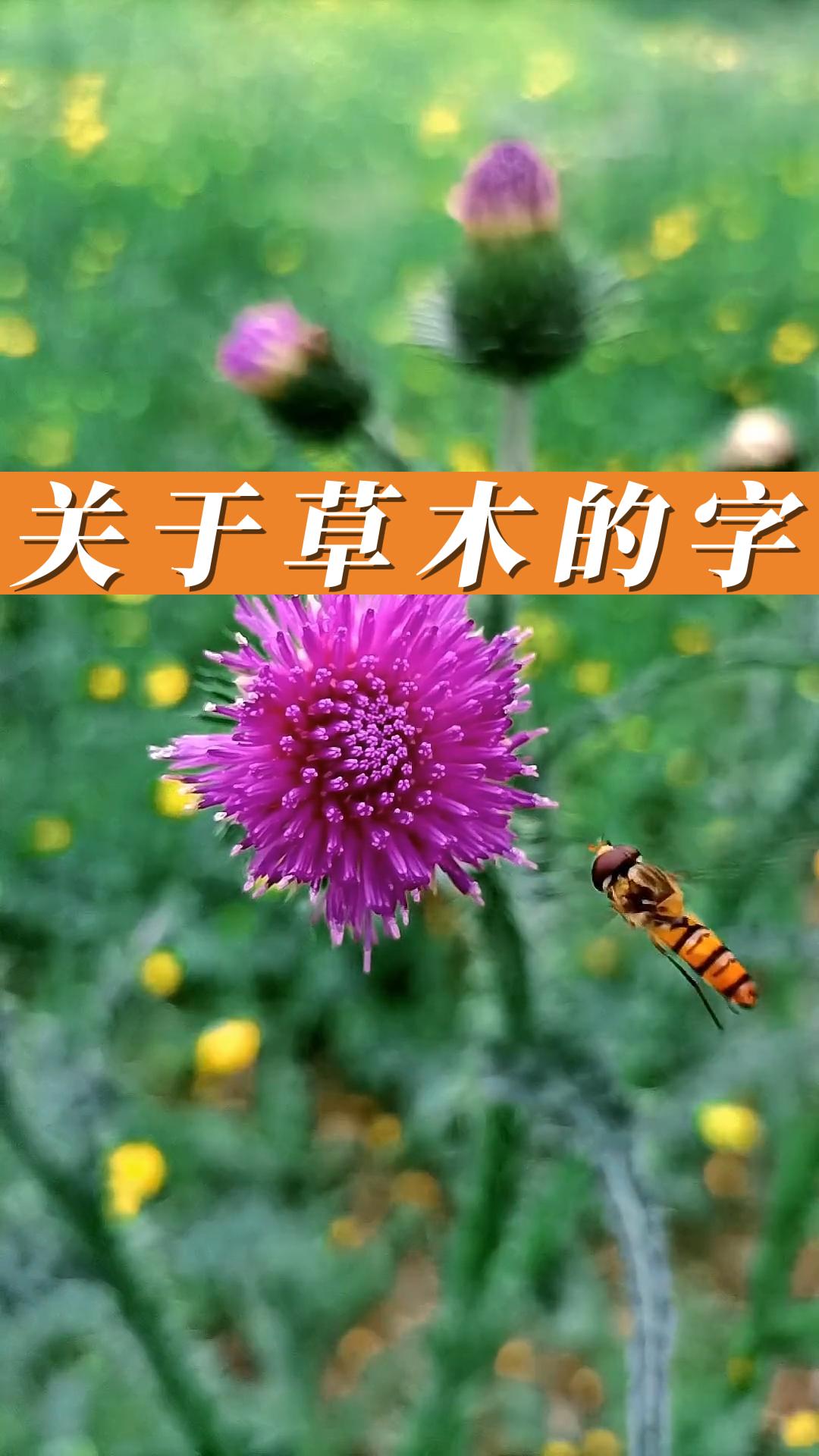 与草木有关的字哔哩哔哩bilibili