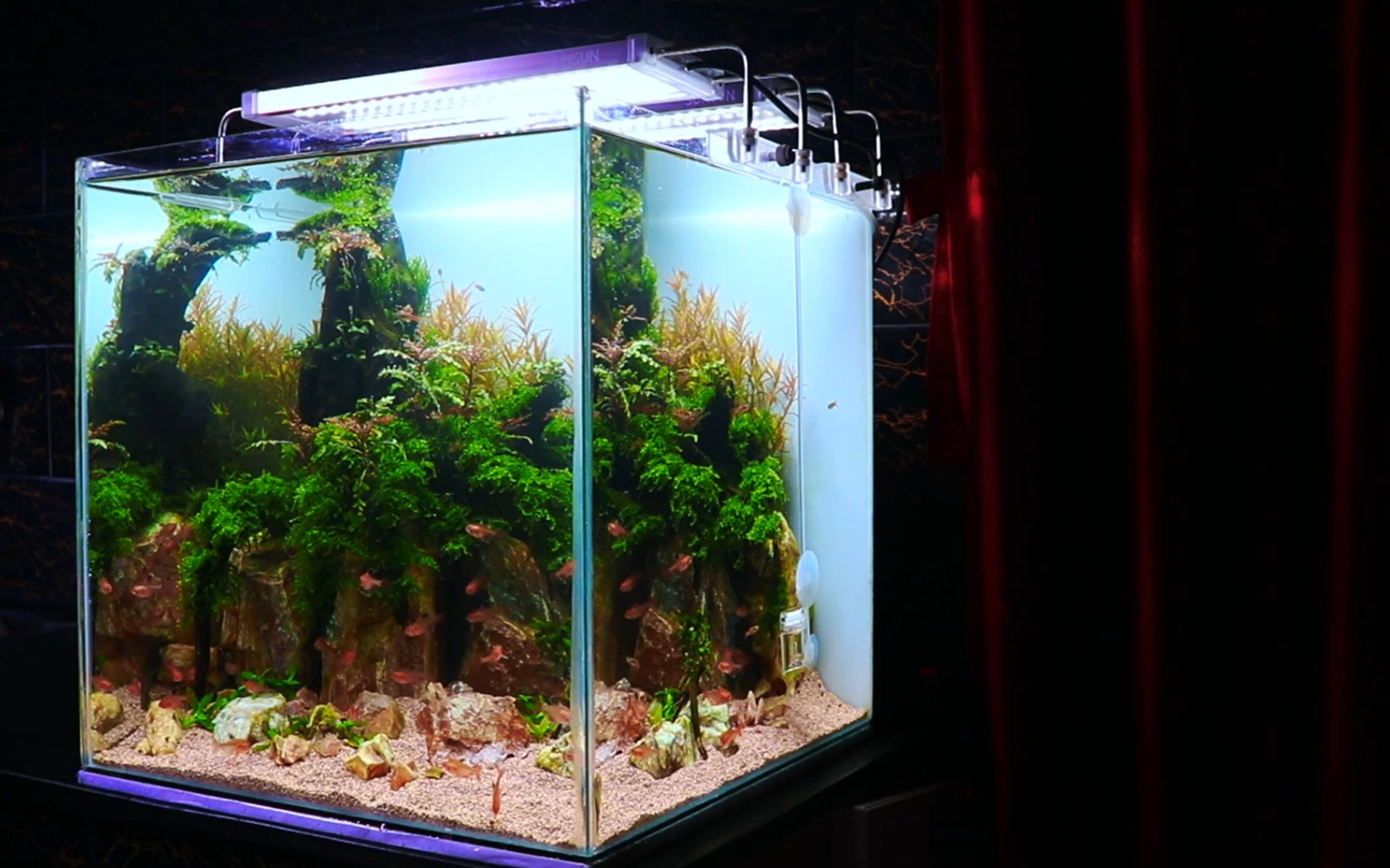 【水草生态缸】方形小草缸造景过程,家居客厅一角装饰必备