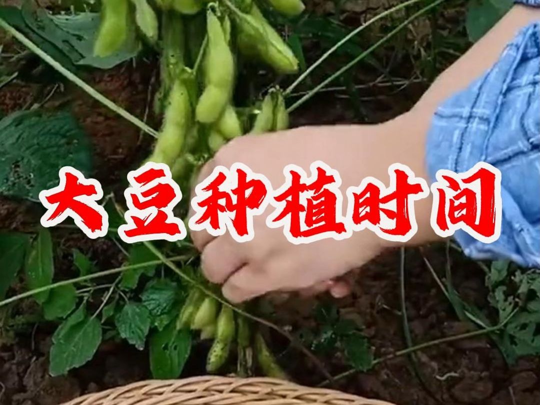 大豆种植时间哔哩哔哩bilibili