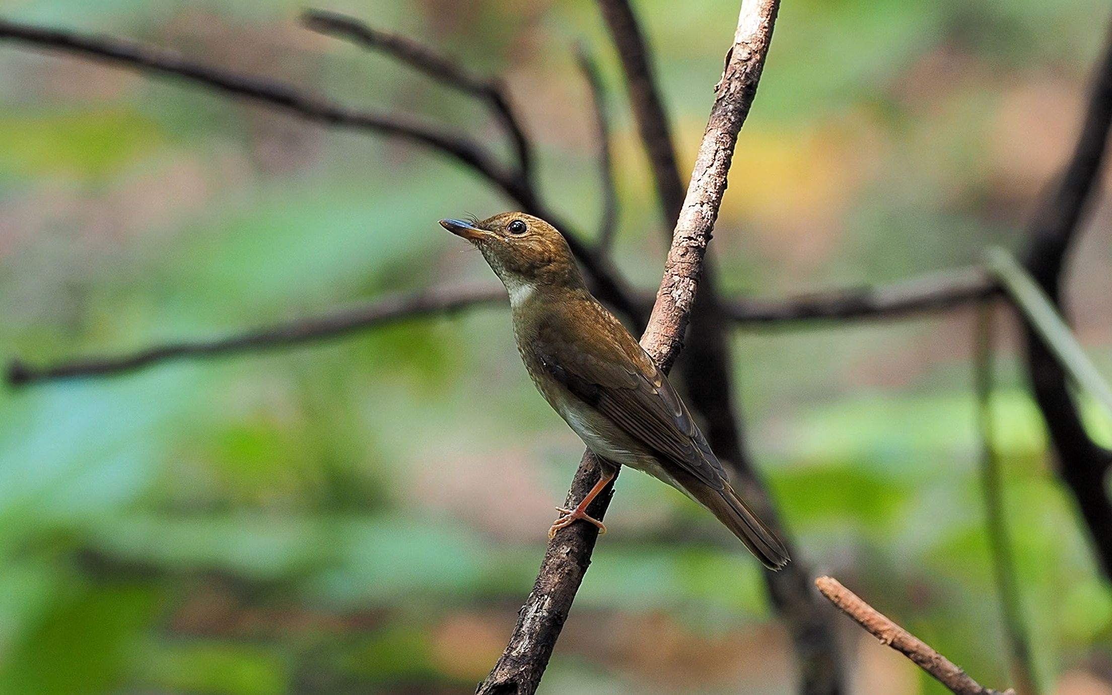 活动作品卖萌的白喉林鹟
