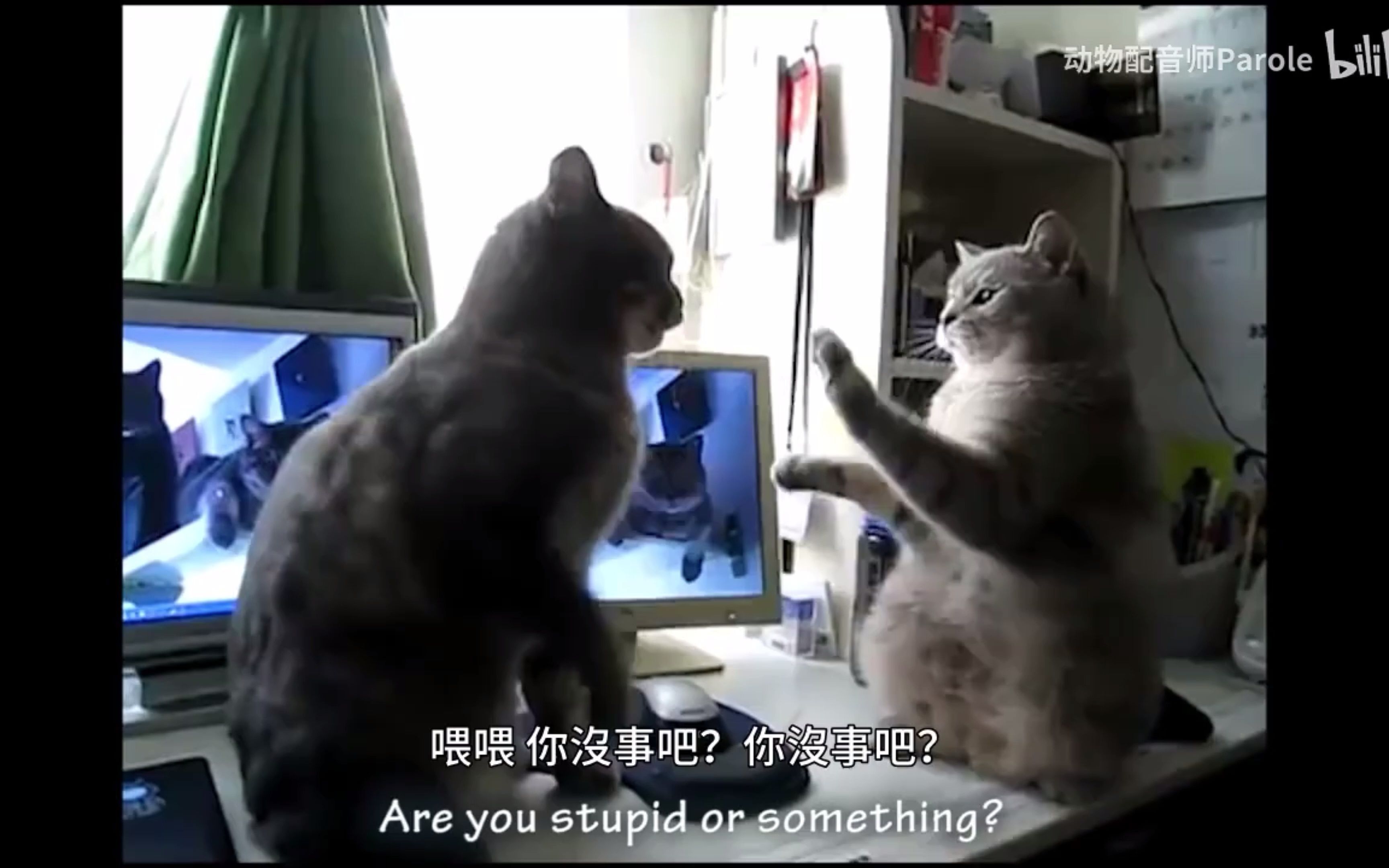 [图]【动物配音】猫咪拍手歌之与旱金莲共舞！