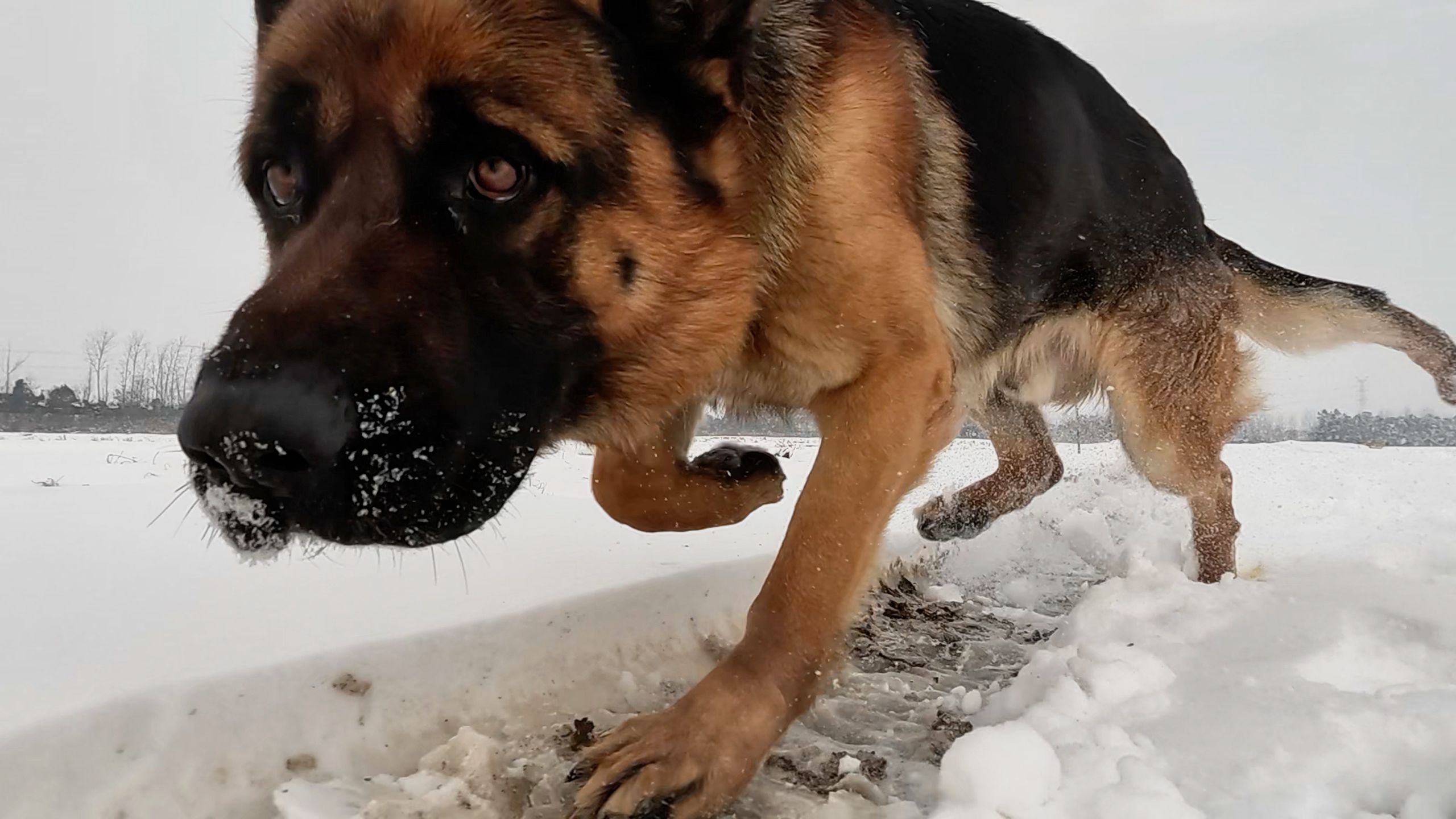 大雪茫茫带德牧雪中跑步,1米长的冰锥挂满屋檐,1窝猫围炉取暖哔哩哔哩bilibili