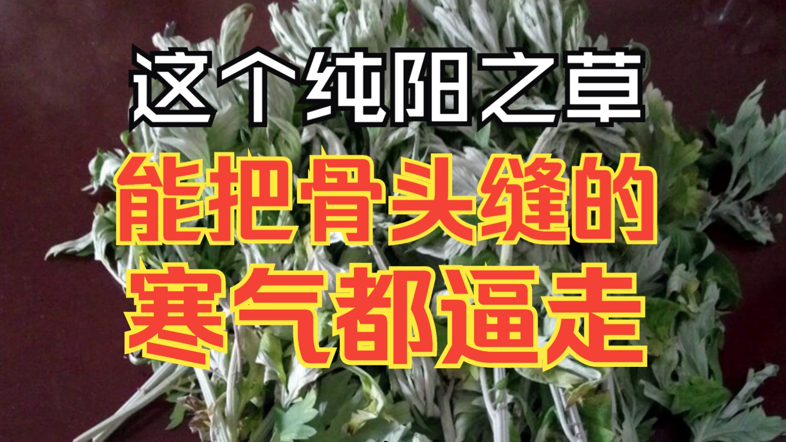 这个纯阳之草,效果超猛,能把骨头缝的寒气都逼走!哔哩哔哩bilibili