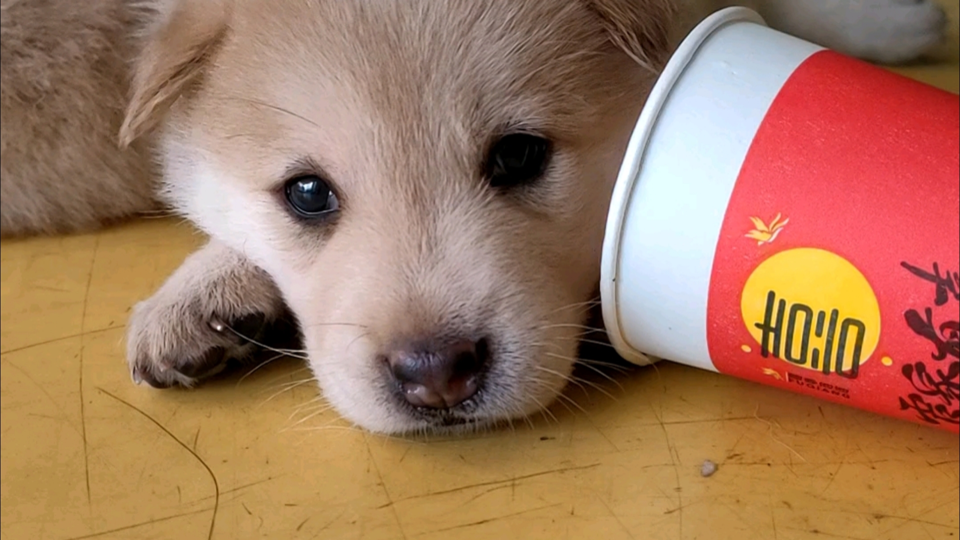 给我最喜欢的小奶狗来个特写