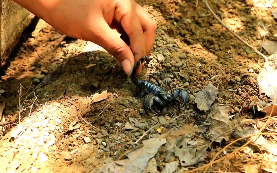 food#抓蝎子,吃它!