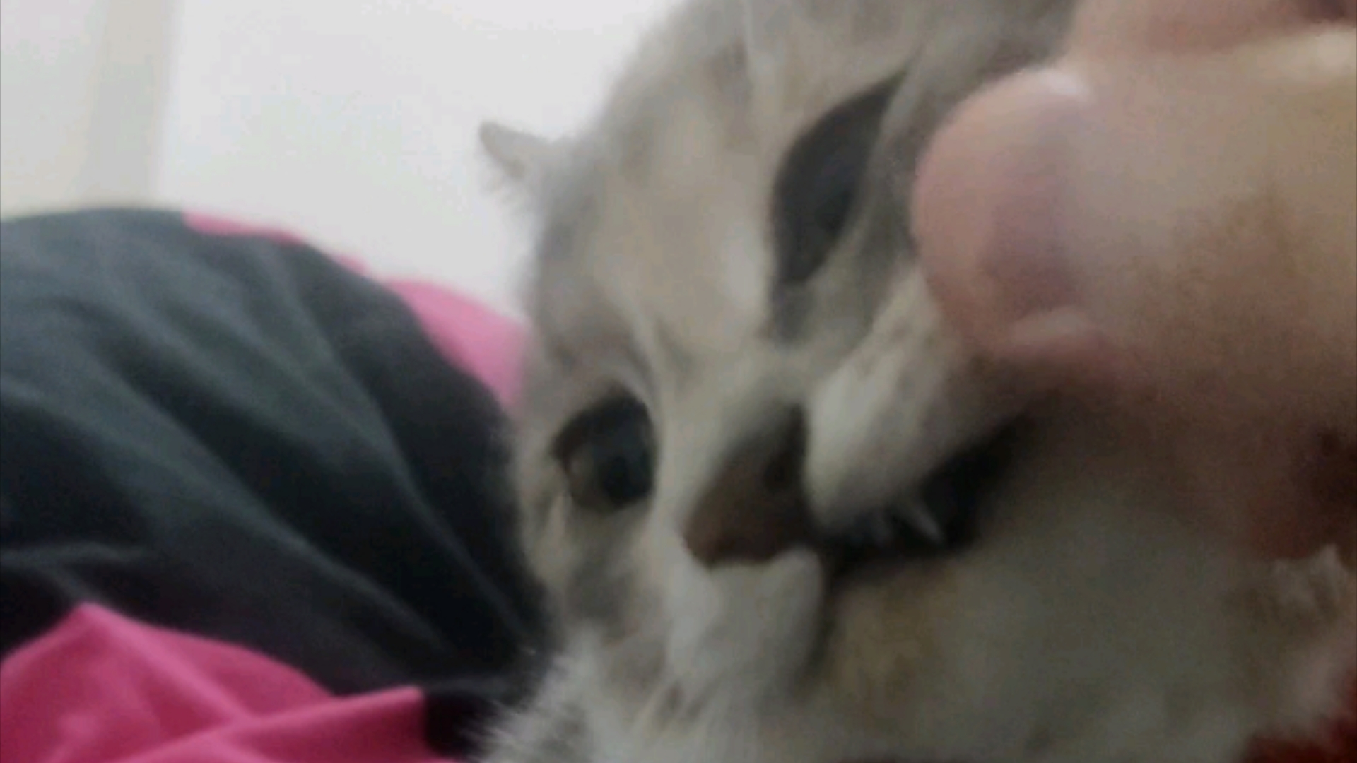 呆猫唐猫不哈就是好猫哔哩哔哩bilibili