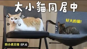 黄阿玛的日常 小猫受训中 四小虎日常ep 5 哔哩哔哩 Bilibili