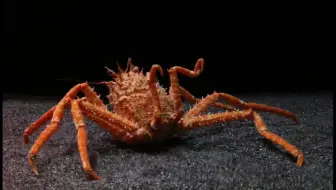 Youtube 日本长额虾 牡丹虾 ボタンエビpandalus Nipponensis 哔哩哔哩 Bilibili