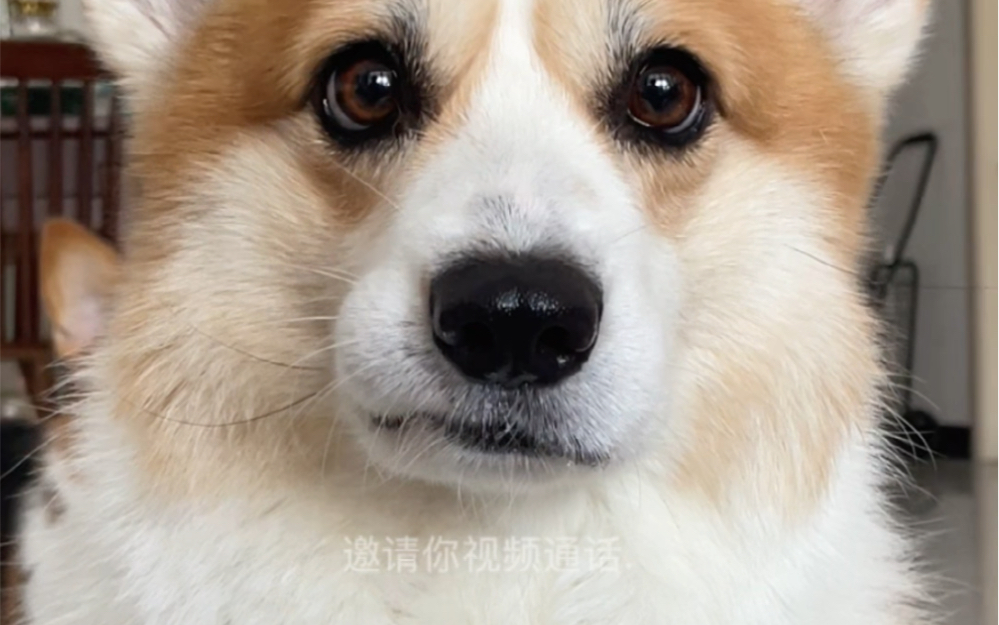 歪嘴小狗来电,请快接听