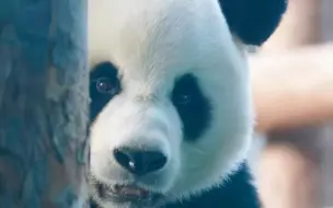 Скачать видео: 飞云 金虎和妙音 可爱的三宝🐼